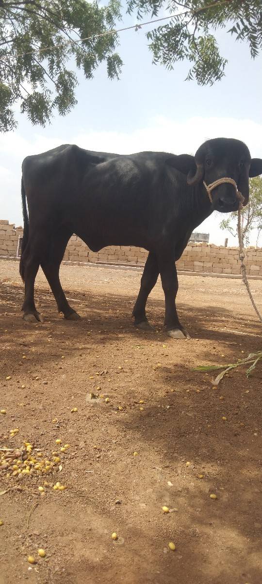 આ ખડેલા વેચવાના છે