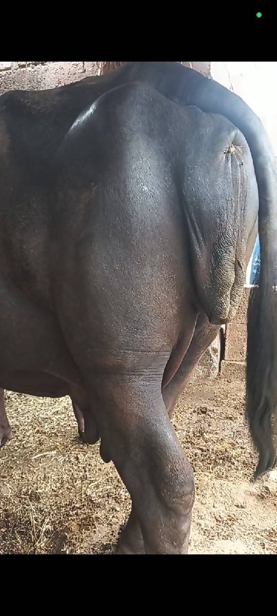 ભેંસ વેચવાની છે