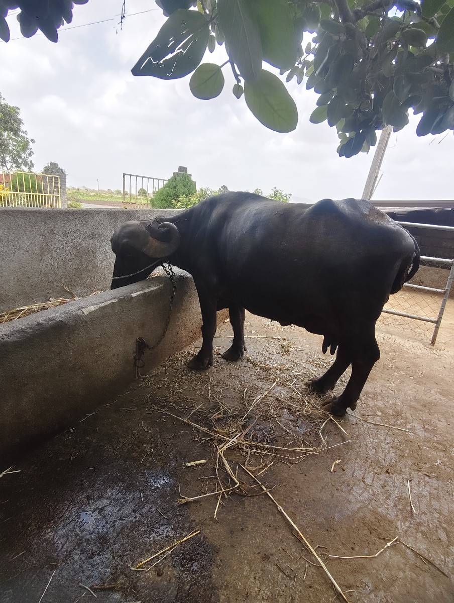 ભેંસ વેચવાની છે