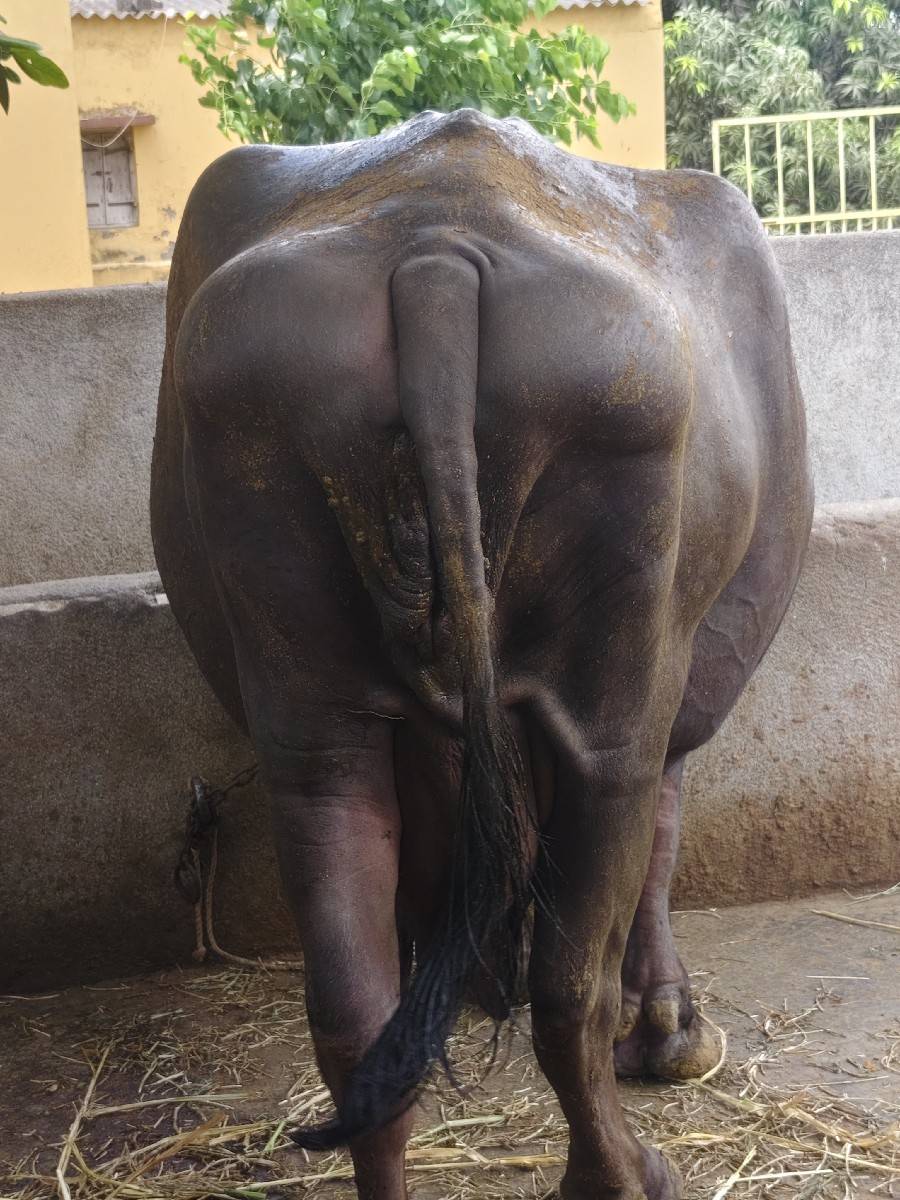 ભેંસ વેચવાની છે
