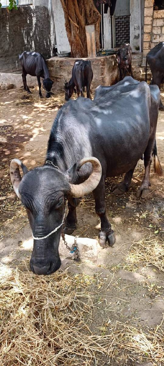 ભેંસ વેચવાની છે