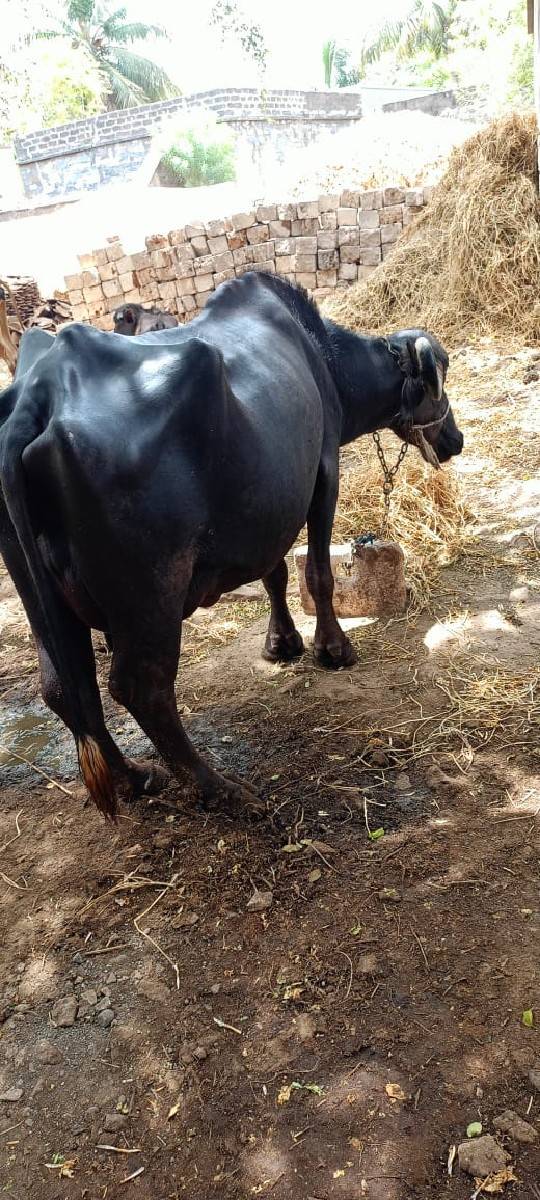 ભેંસ વેચવાની છે