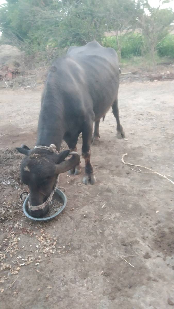 1 વેતરી ખળેલી વેચવાની છે