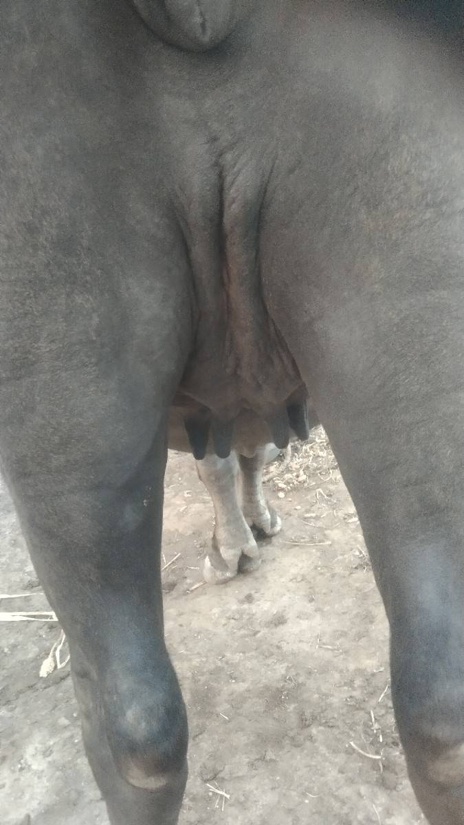 1 વેતરી ખળેલી વેચવાની છે