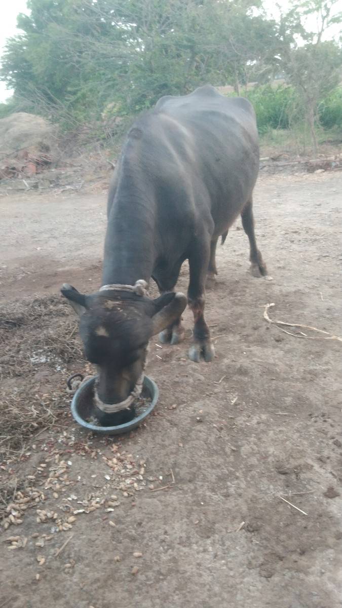 1 વેતરી ખળેલી વેચવાની છે