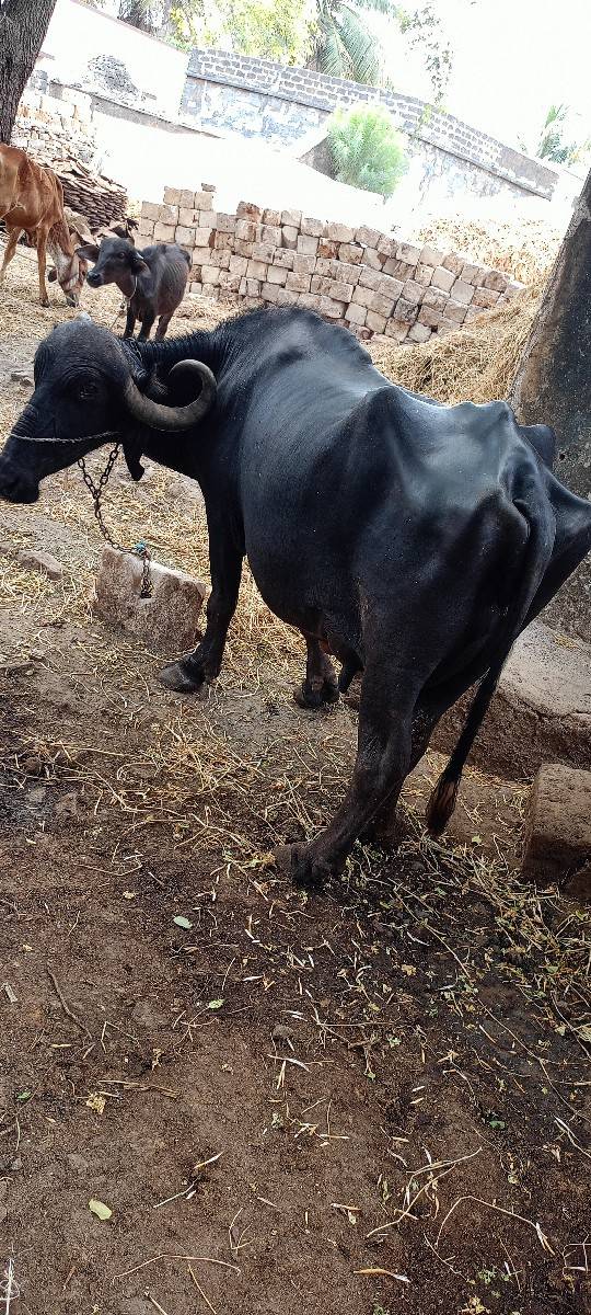 ભેંશ વેશવાની છે