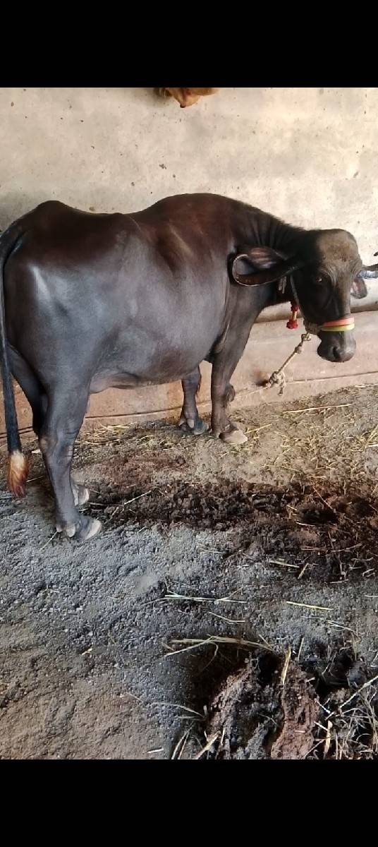 ભેંશ વેચવાની છે 3જુ વેતર
