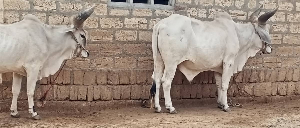 ગોઢલા વેચવાના છે