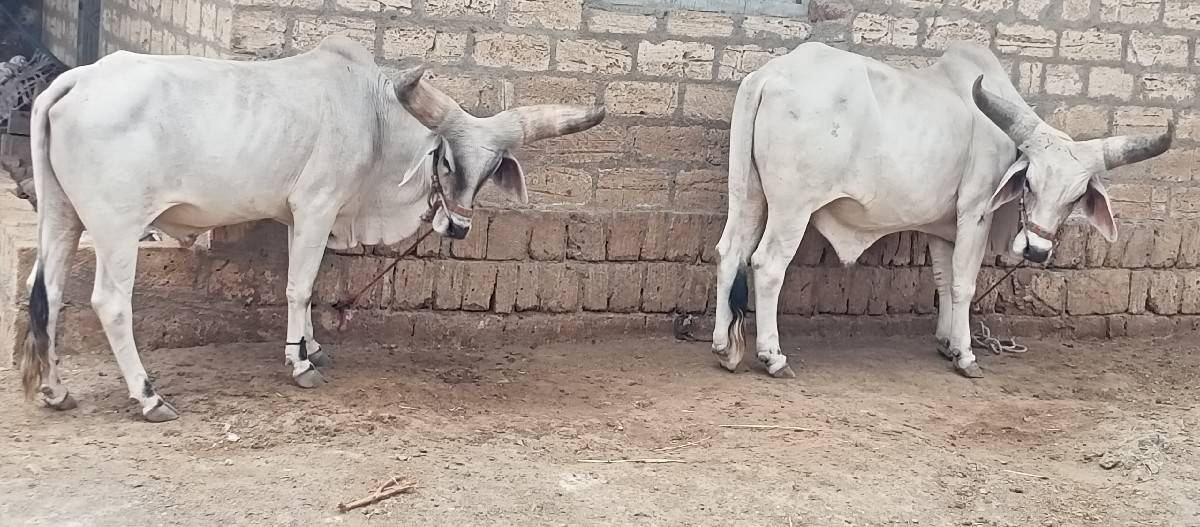 ગોઢલા વેચવાના છે