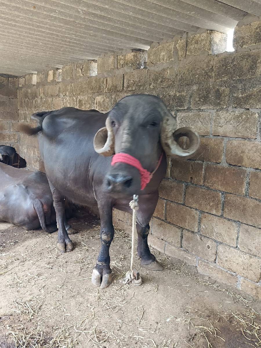 ભેંસ વેચવાની છે