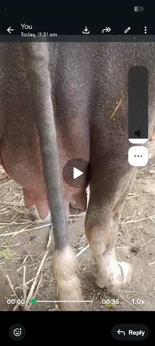 વિયાણેલી બીજું વેતર