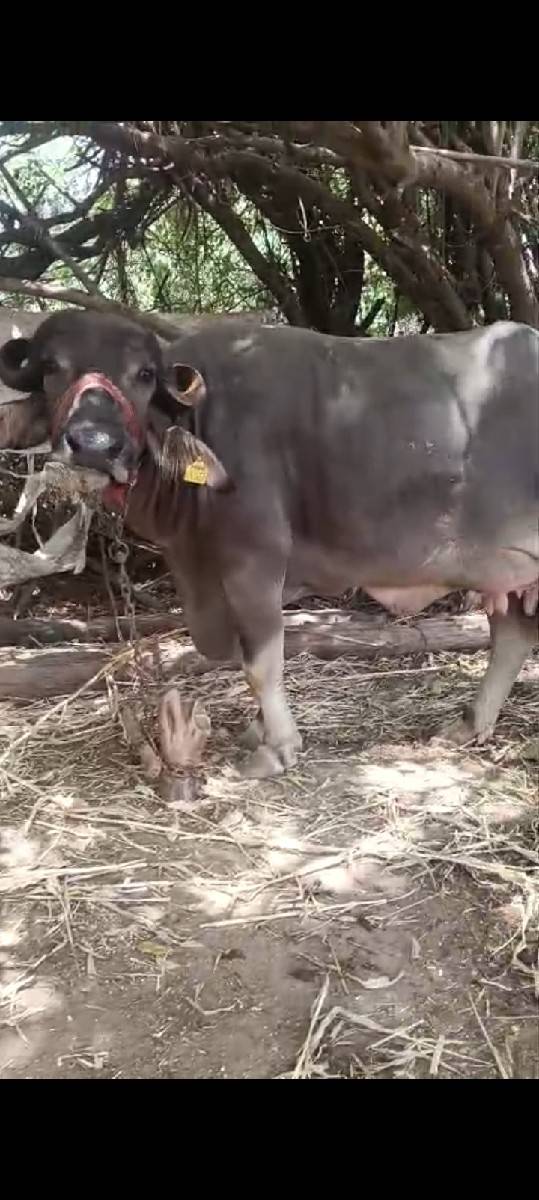 વિયાણેલી બીજું વેતર