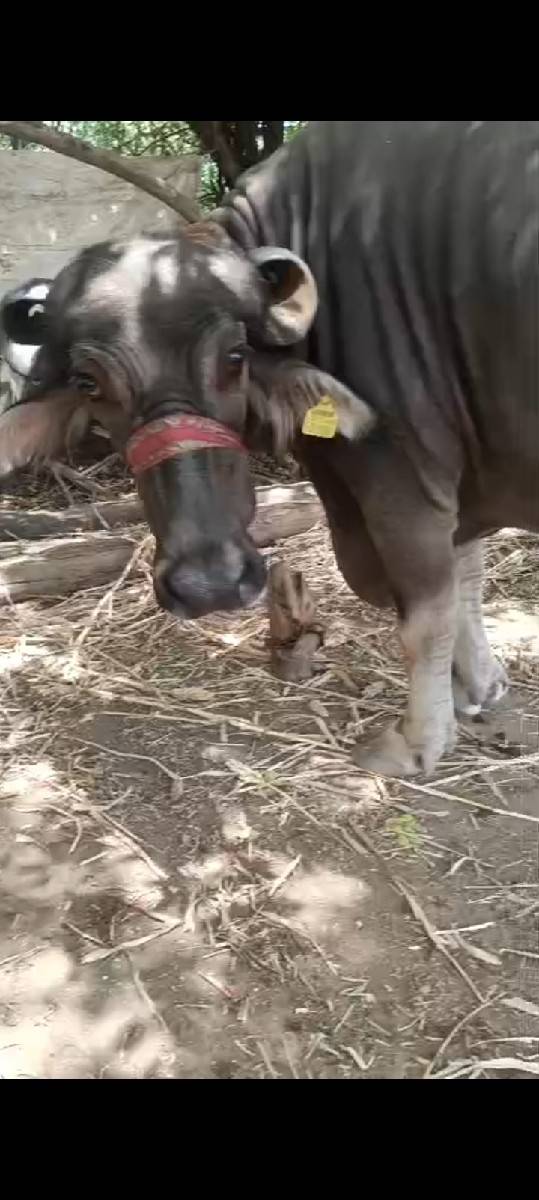 વિયાણેલી બીજું વેતર