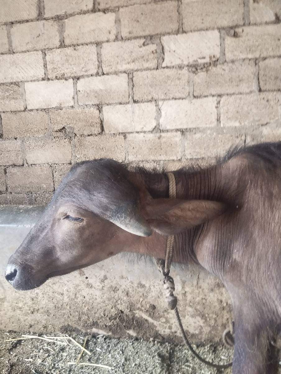 પાડો વેચવાનો છે