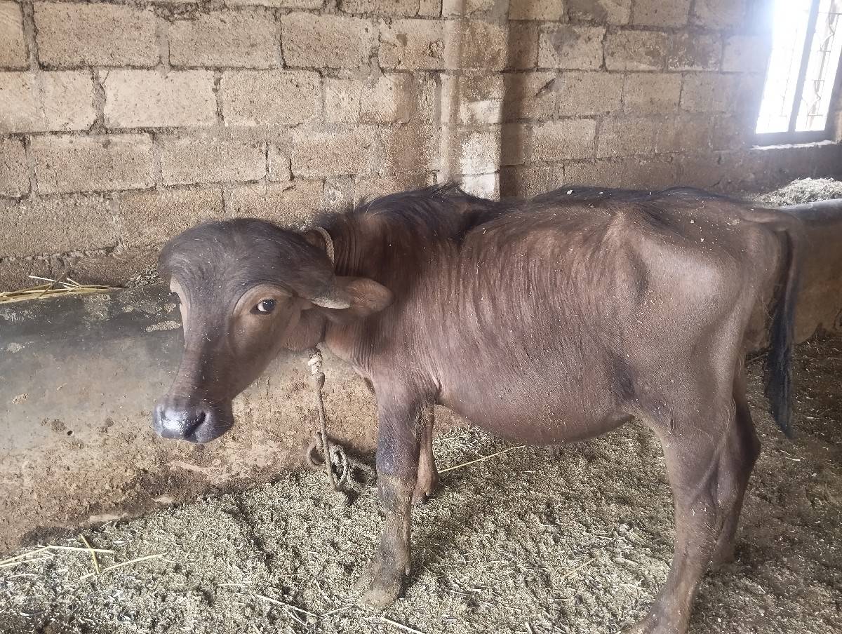 પાડો વેચવાનો છે