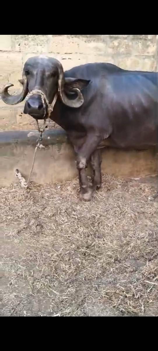 ભેંસ વેચવાની છે