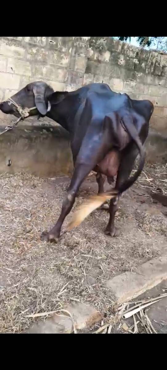 ભેંસ વેચવાની છે