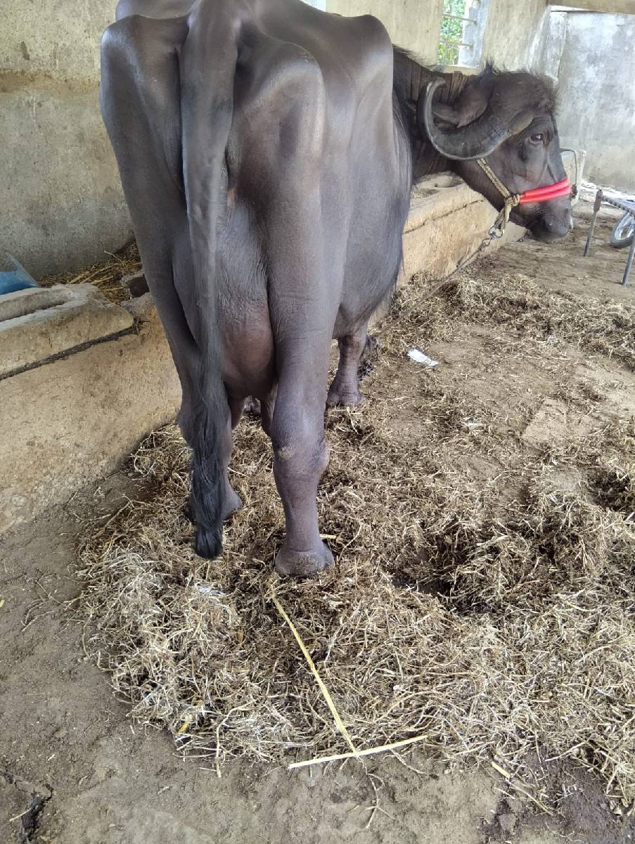 તીજૂ વેતર ગાભણીસે તયારીનીસે
