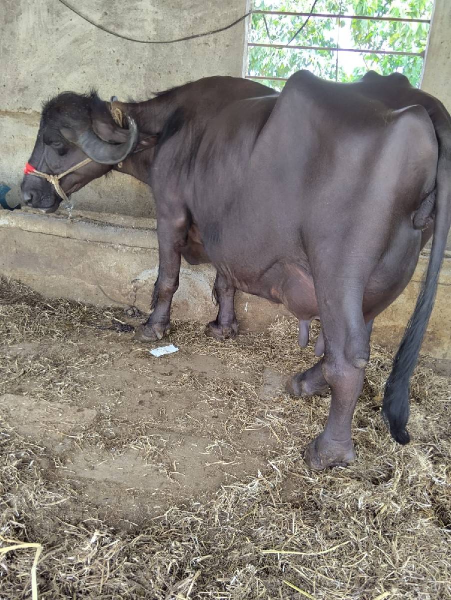 તીજૂ વેતર ગાભણીસે તયારીનીસે