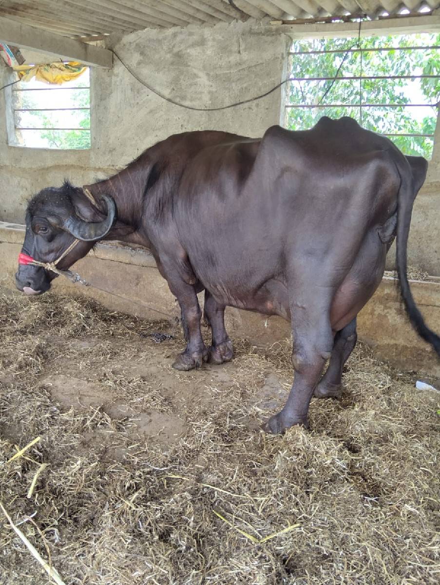 તીજૂ વેતર ગાભણીસે તયારીનીસે