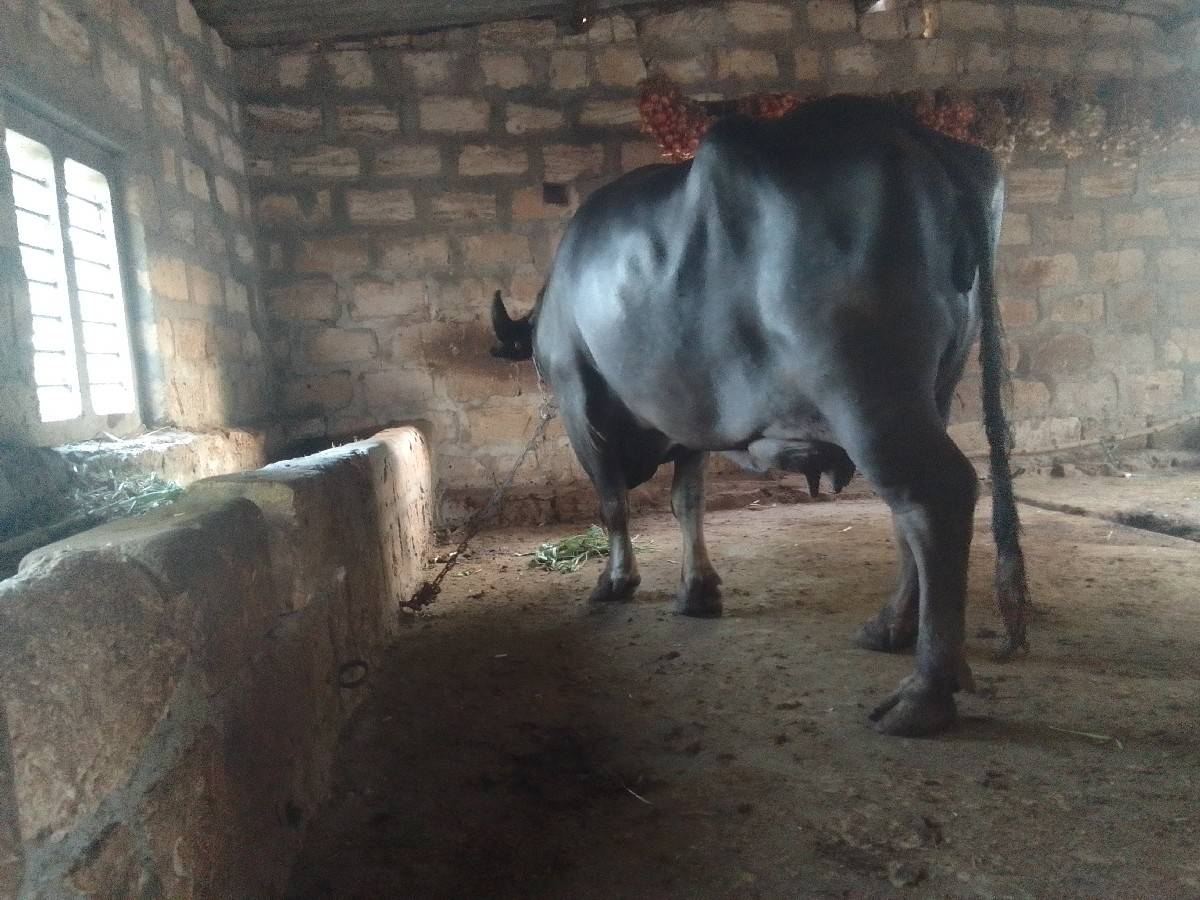 ભેંસ વેચવાની છે