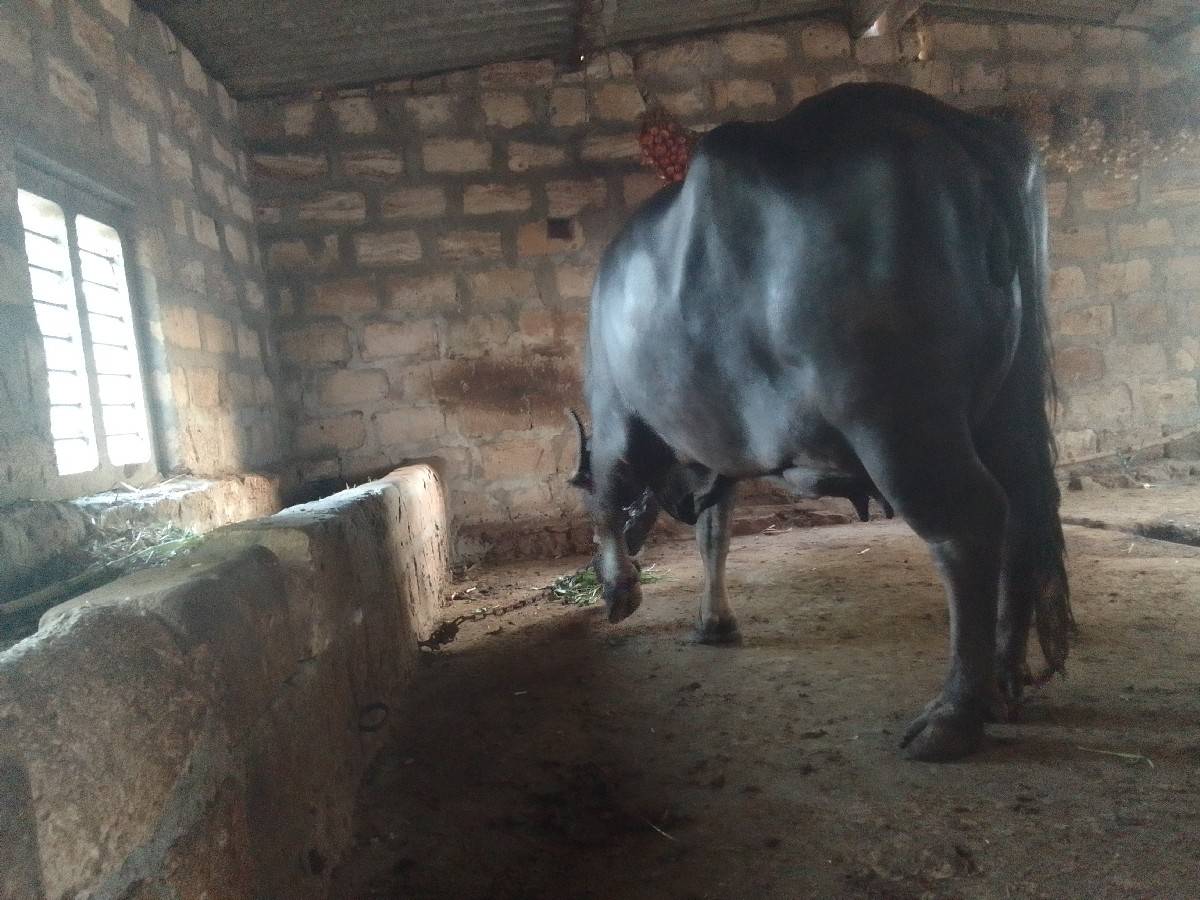 ભેંસ વેચવાની છે
