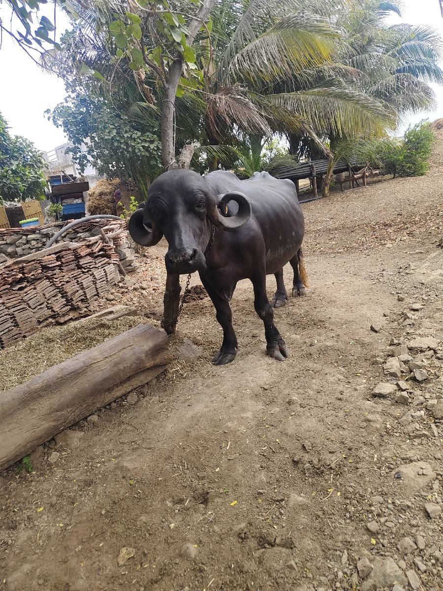 ભેંસ વેચવાની છે