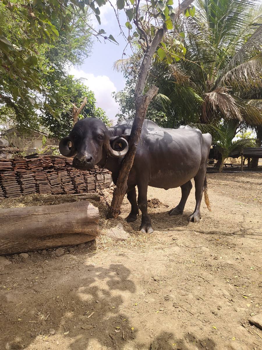 ભેંસ વેચવાની છે