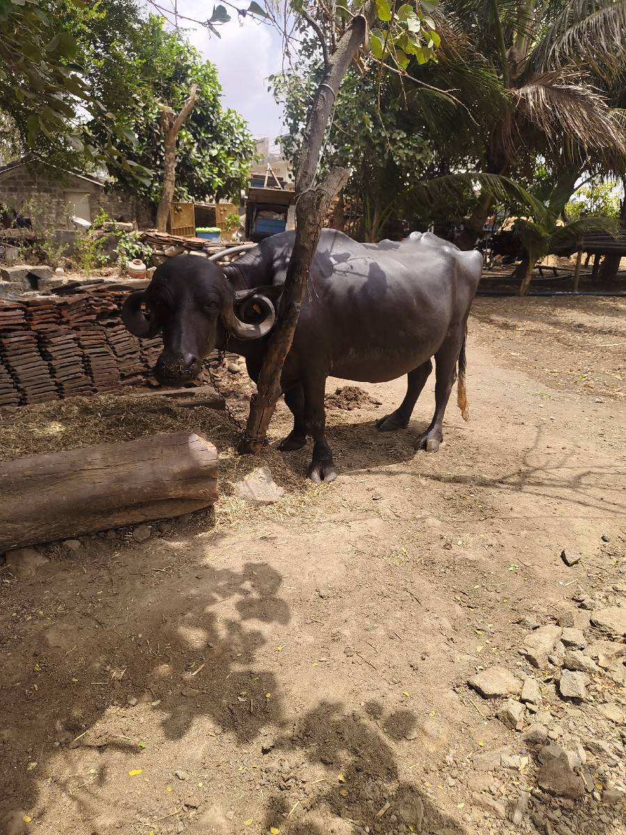 ભેંસ વેચવાની છે