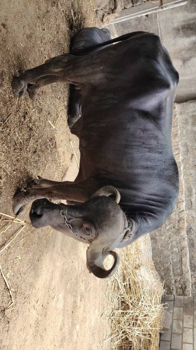 ભેંસ વેચવાની છે