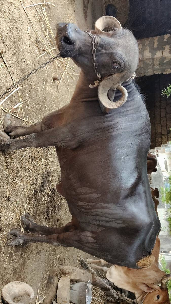 ભેંસ વેચવાની છે