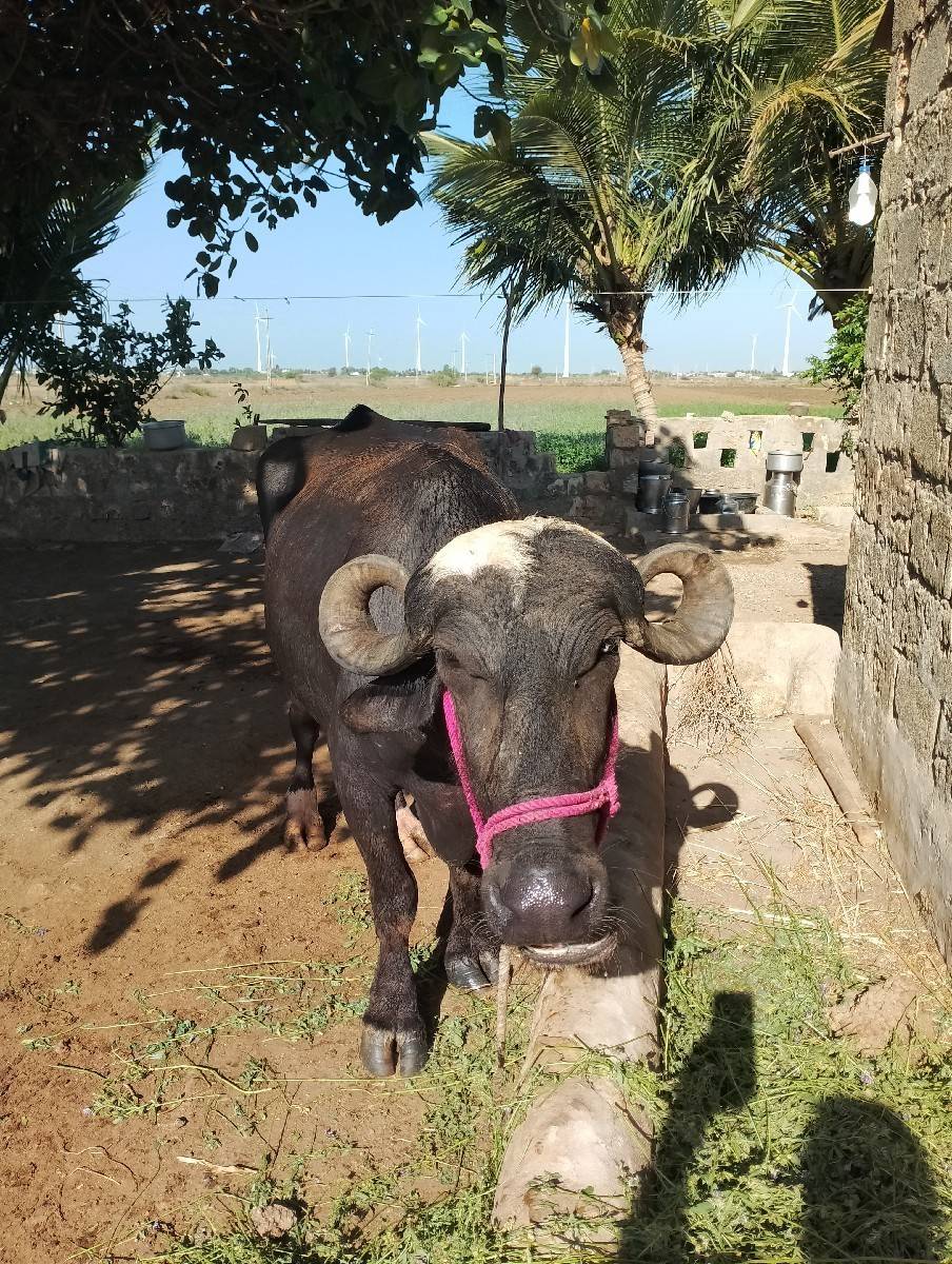 ભેંસ વેચવાની છે