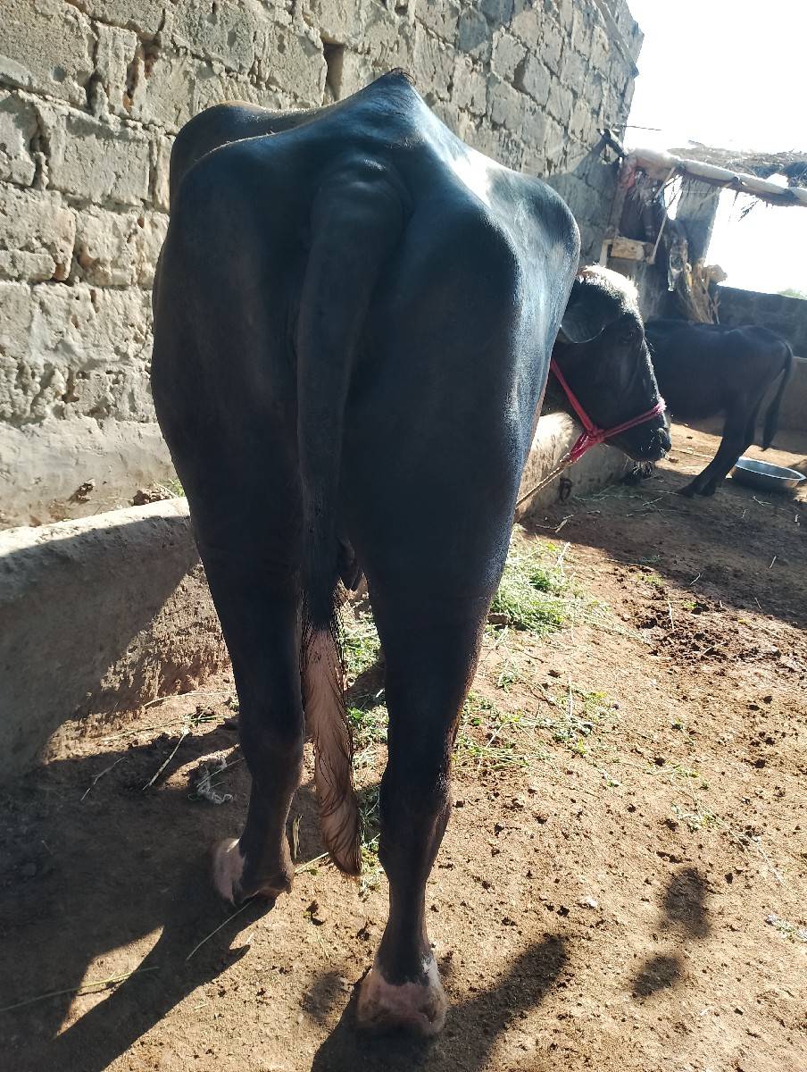 ભેંસ વેચવાની છે