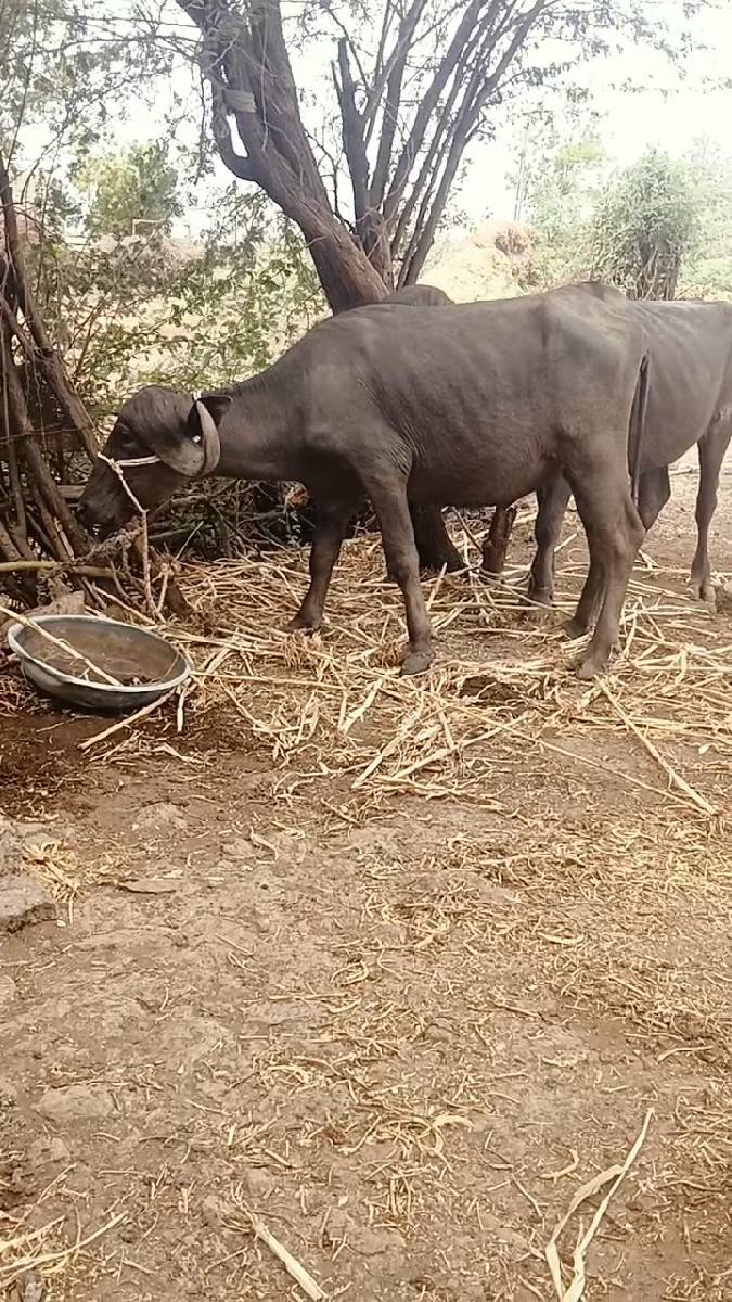 બૈ ખડેલા