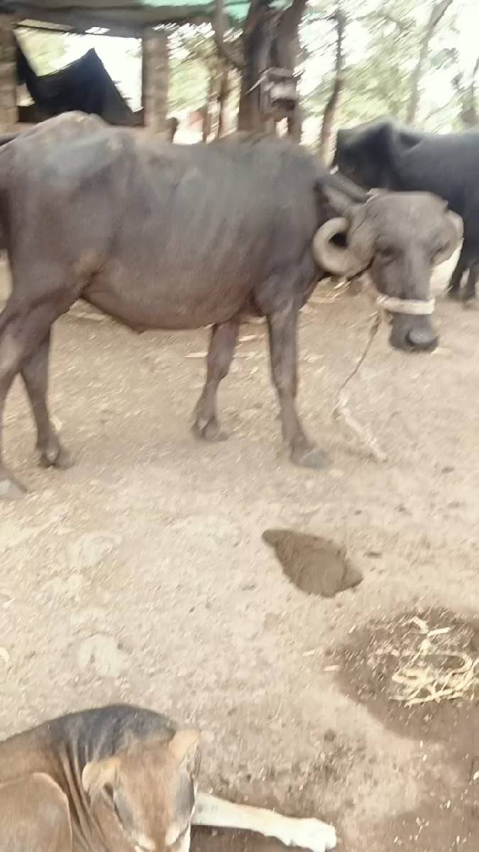 બૈ ખડેલા