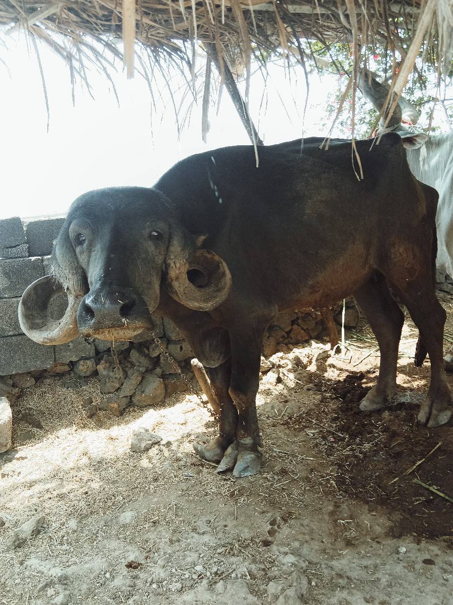 ખળેલી વેચવાની છે