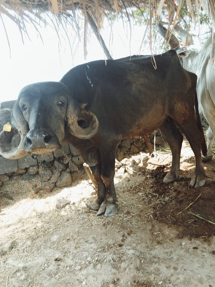 ખળેલી વેચવાની છે