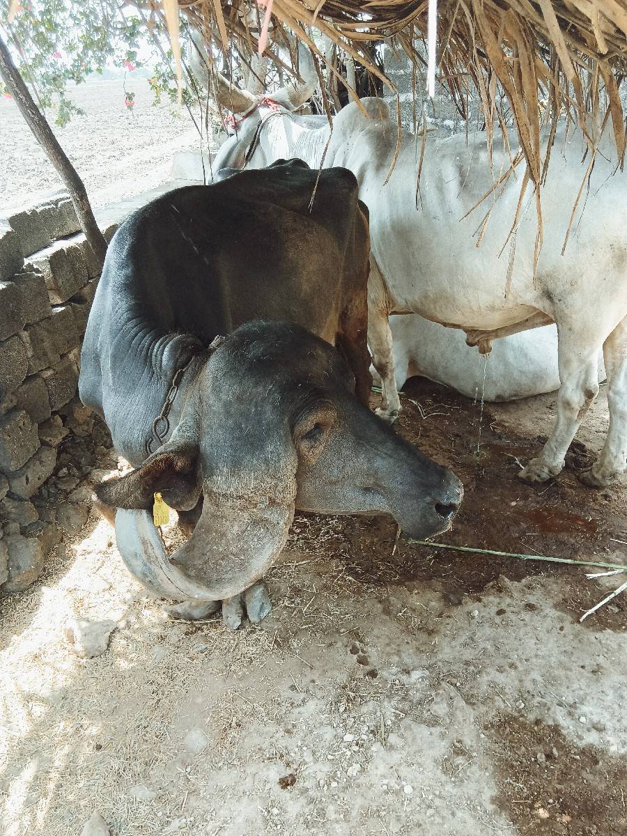 ખળેલી વેચવાની છે