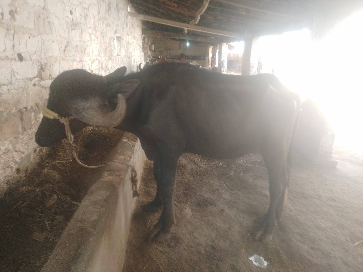 જાફરાબાદી પાડો