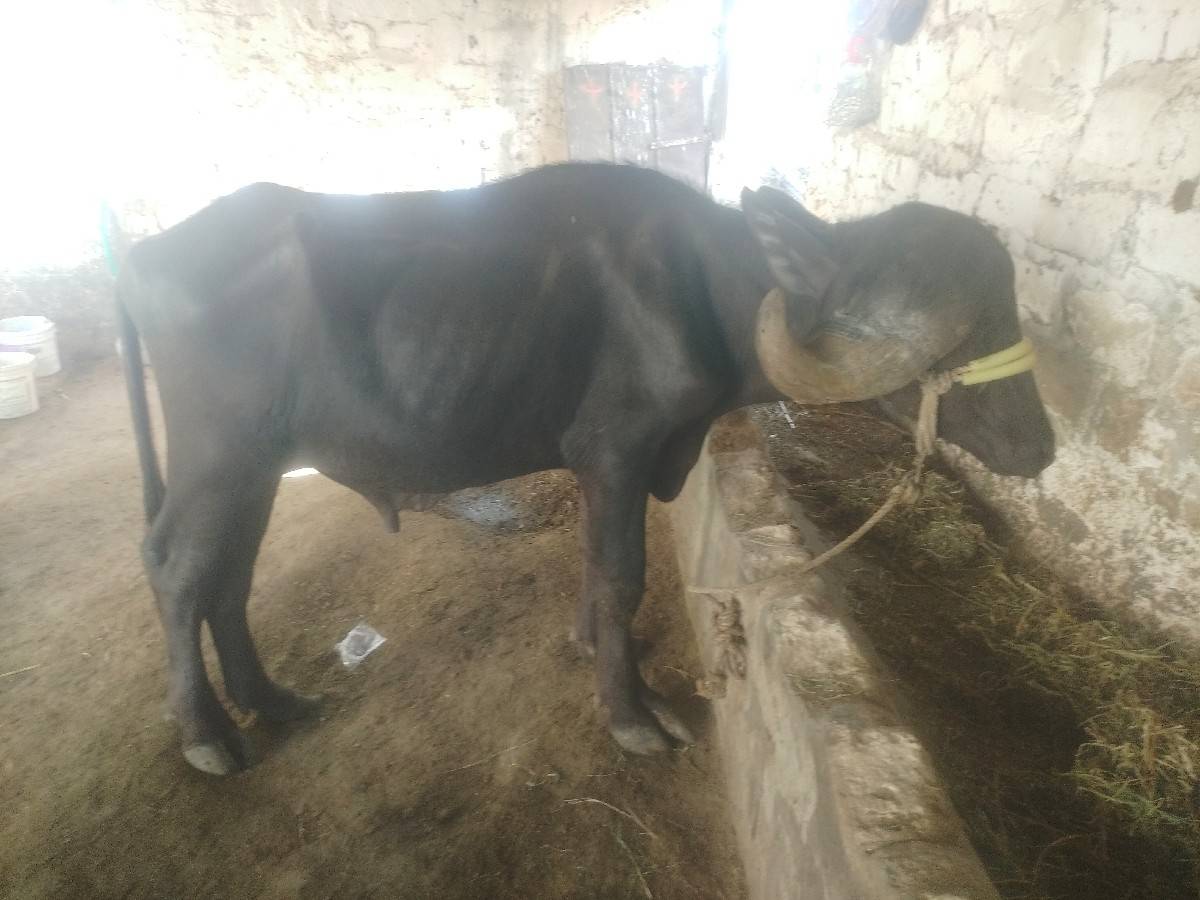 જાફરાબાદી પાડો