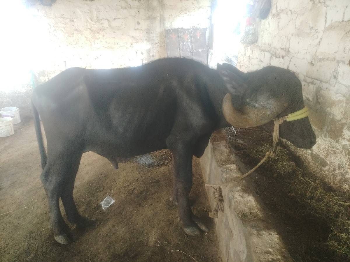 જાફરાબાદી પાડો