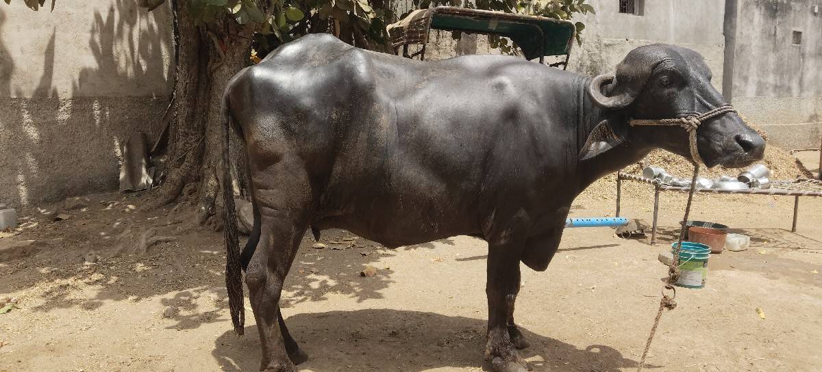 ભેંસ વેચવાની છે