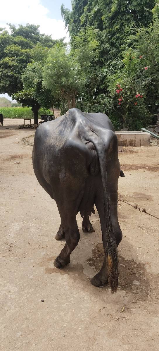 ભેંસ વેચવાની છે