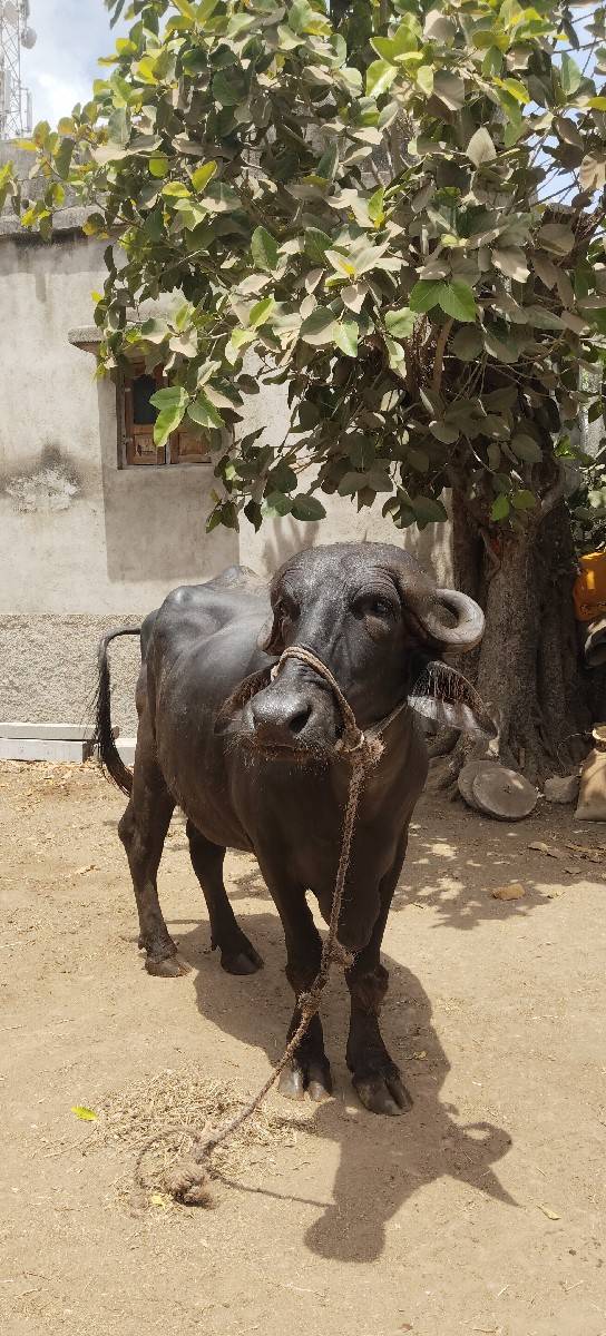 ભેંસ વેચવાની છે