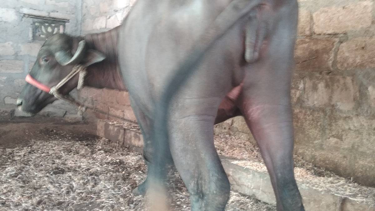ખડાય
