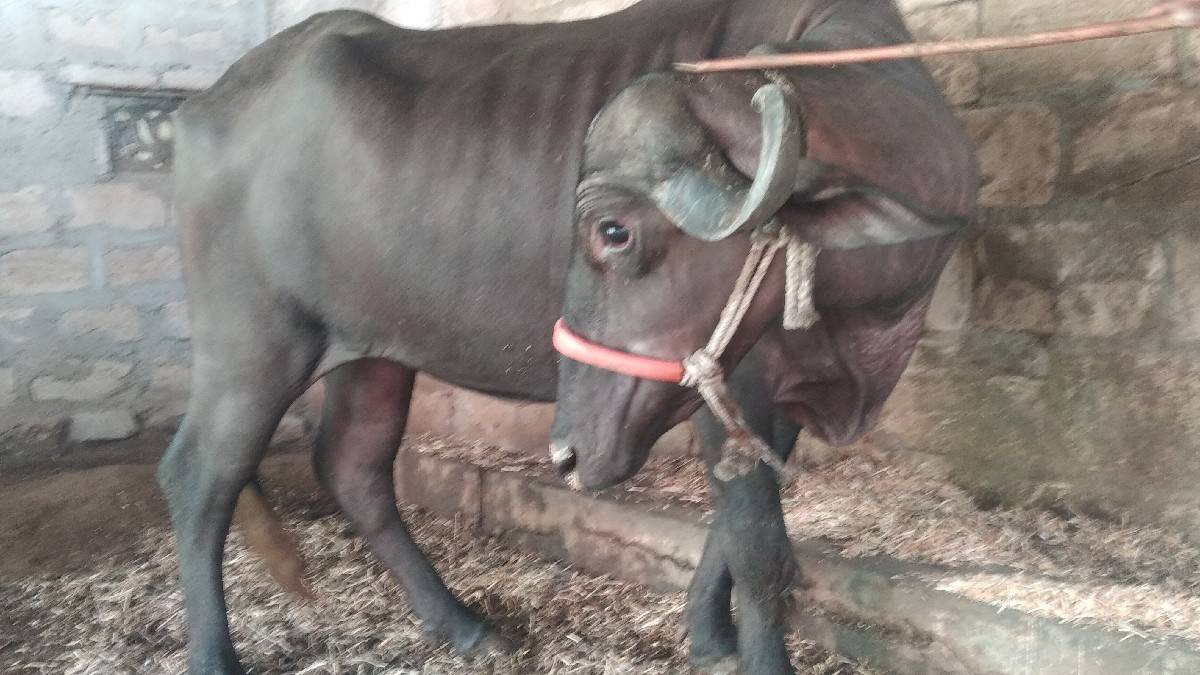 ખડાય