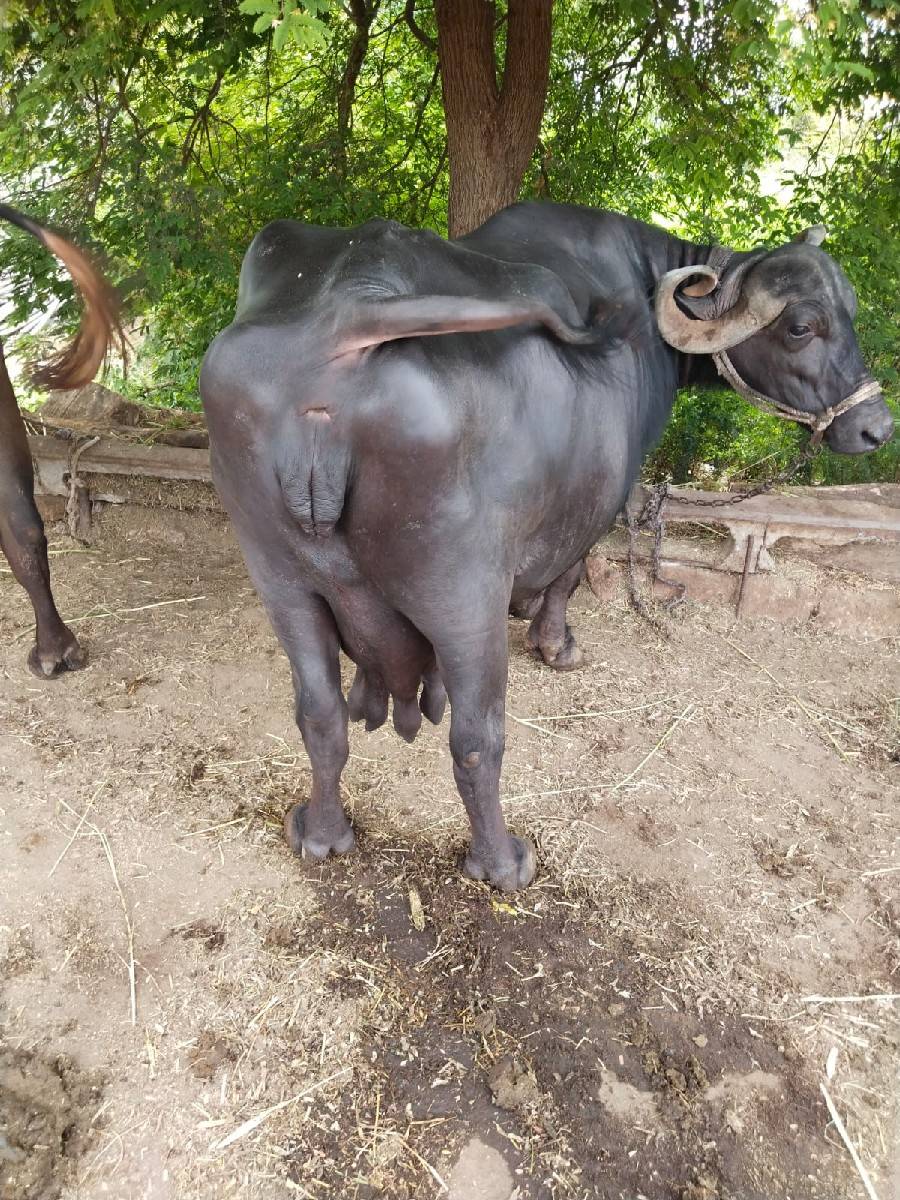 ભેંસ વેચવાની છે