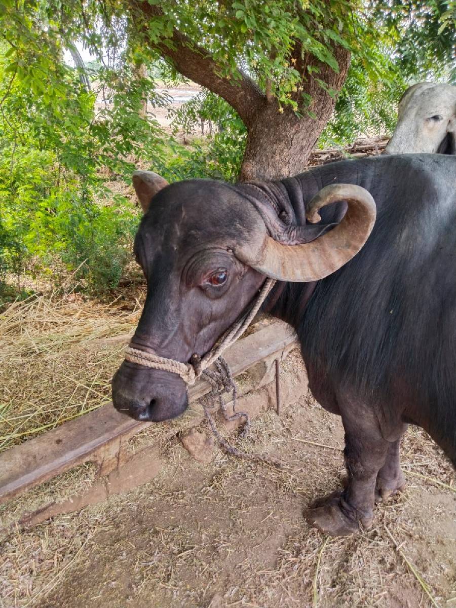 ભેંસ વેચવાની છે