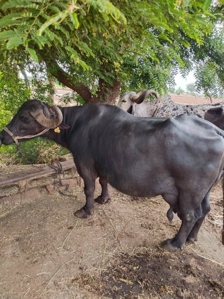 ભેંસ વેચવાની છે