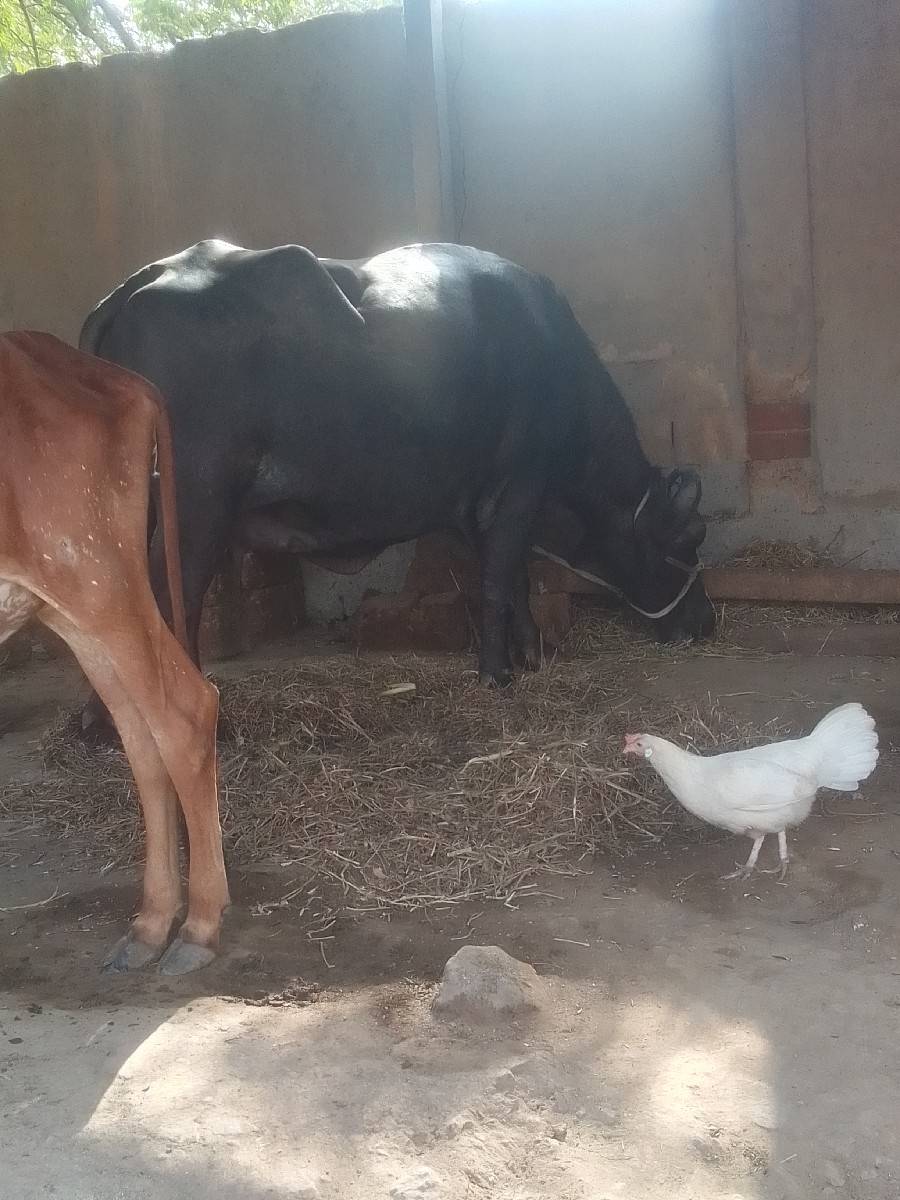 ભેંસ વેચવાની છે નવમો મ હે નો હાલે